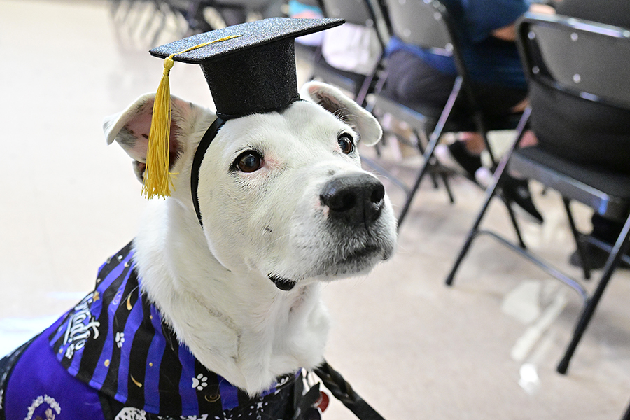 A service dog shows off her graduation cap and gown