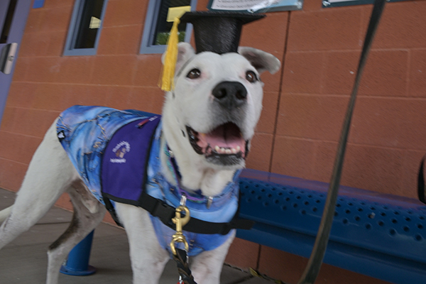 A white service dog smiles in its graduation cap