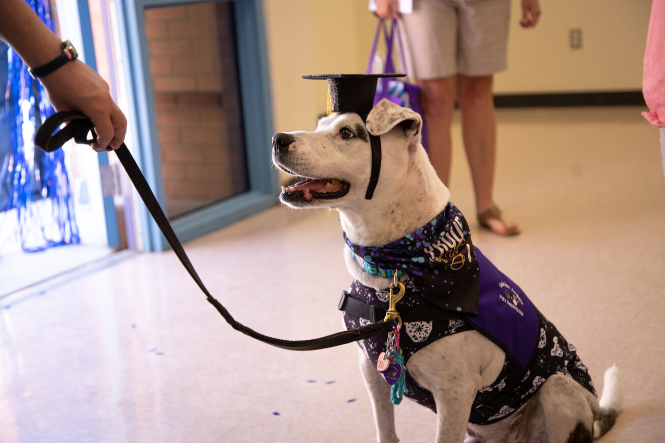 A service dog is decked out in a graduation cap and bandana!